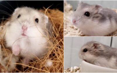 3 HAMSTERS