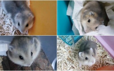 4 JEUNES HAMSTERS